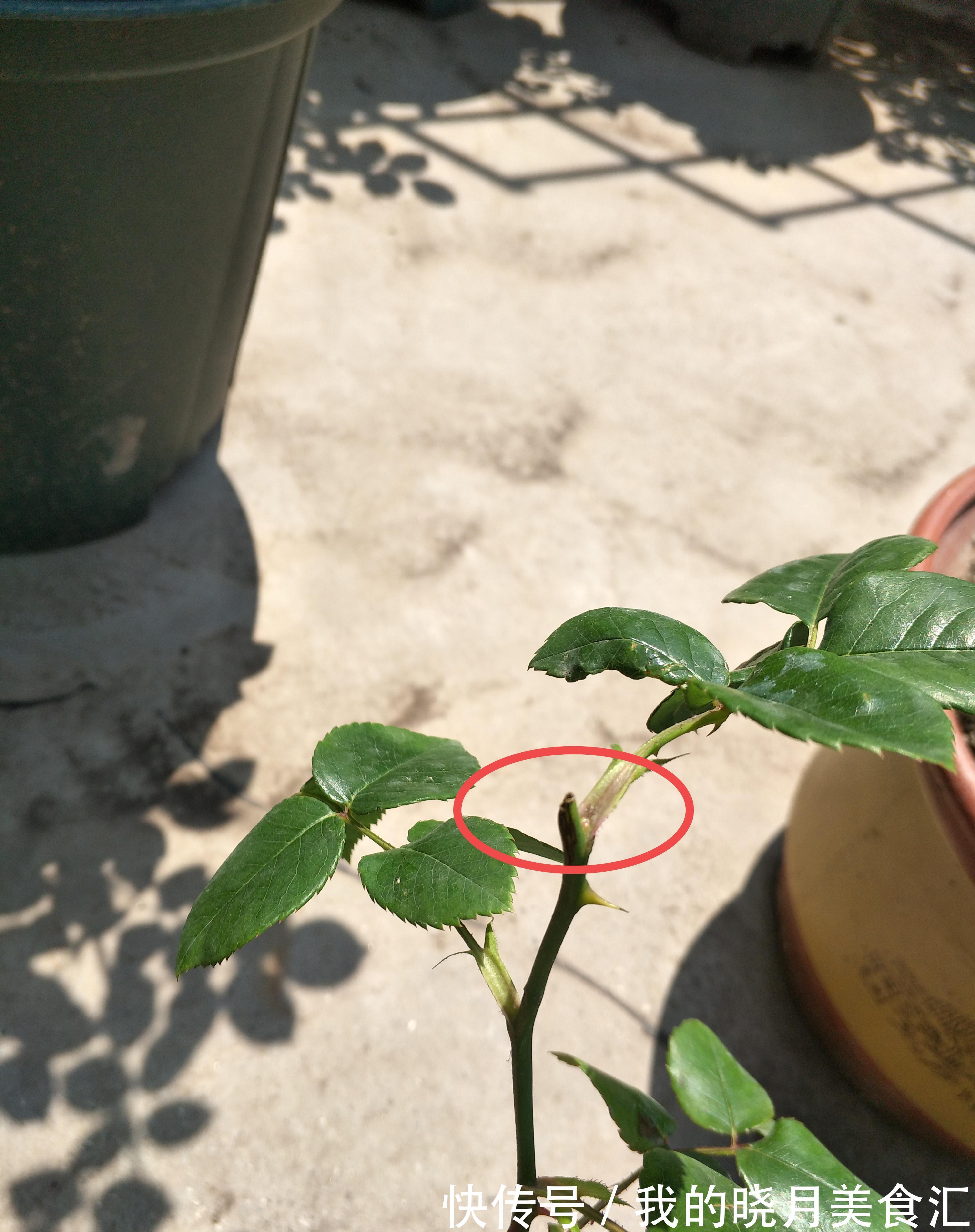 月季花苞膨大期,这点养护别疏忽,花苞发育快,花大色艳