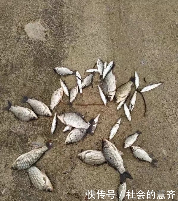 钓位|本味三兄弟,助我擒板鲫!