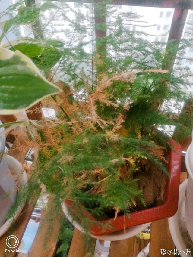 叶子|嫌花长的丑,趁现在砍头,满盆都是新叶子!