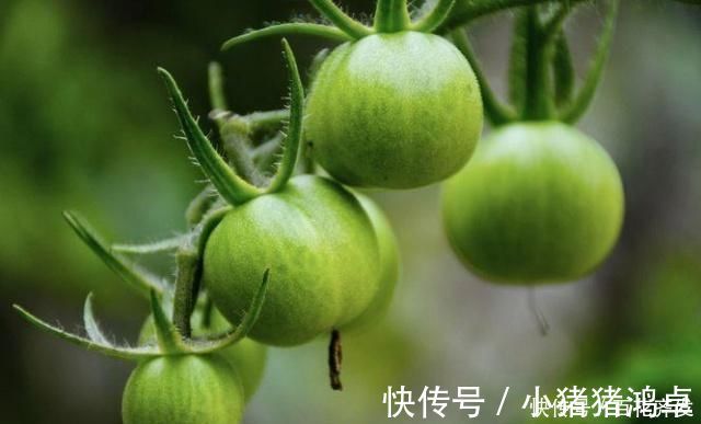 苋菜|虽然吃蔬菜很好，但是孕妇应该远离这五种蔬菜子宫里的婴儿不喜欢它们