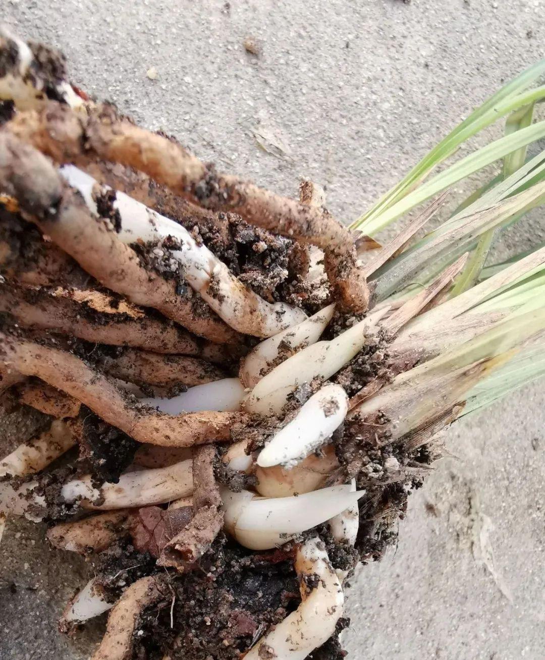 植料|什么树皮种兰花更好?学会处理松树皮,养蕙兰一年都不用施肥