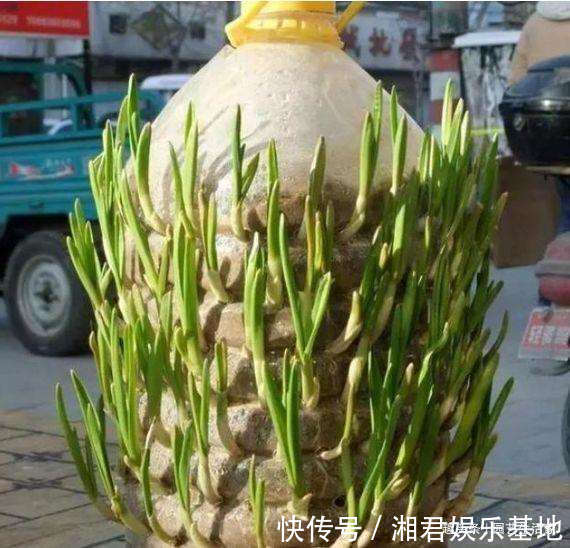 蔬菜|空油桶别扔了,剪一刀在阳台种菜,不用再买菜,一家人1年吃不完