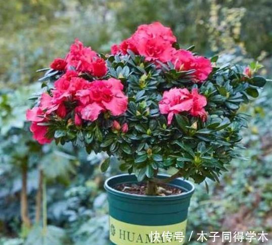 杜鹃花总是开完花就落叶枯萎吗?做好这4点,年年开爆盆