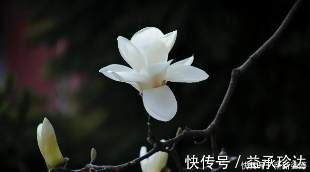 此花沾土就能活,花开又多又美,香气更胜兰花,寓意坚贞不渝的爱