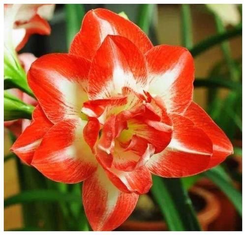 4月10日，家里养上5种招财花，花朵美轮美奂，你一定会喜欢！