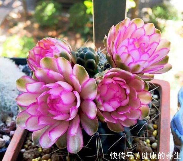 仙人球这样养，吹气似的长，比月季开花漂亮，一开花就爆满盆！