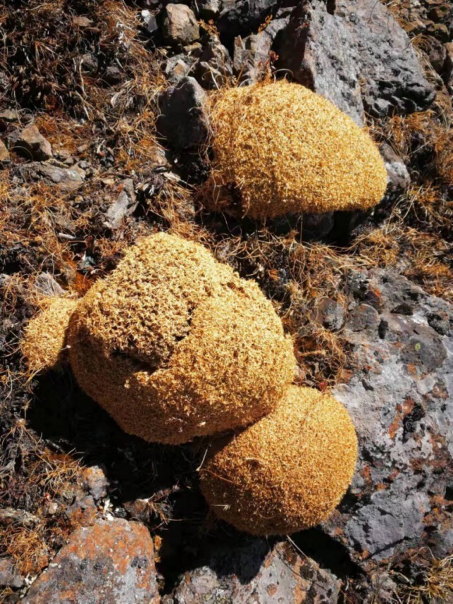 生物|杨向红镜头下的玉龙雪山奇花异草，见证了丽江生物多样性之美