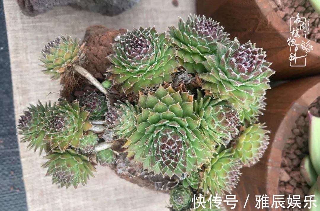 框子|这多肉拼盘这么仙!如何制作达人手把手教你制作长生草拼盘!