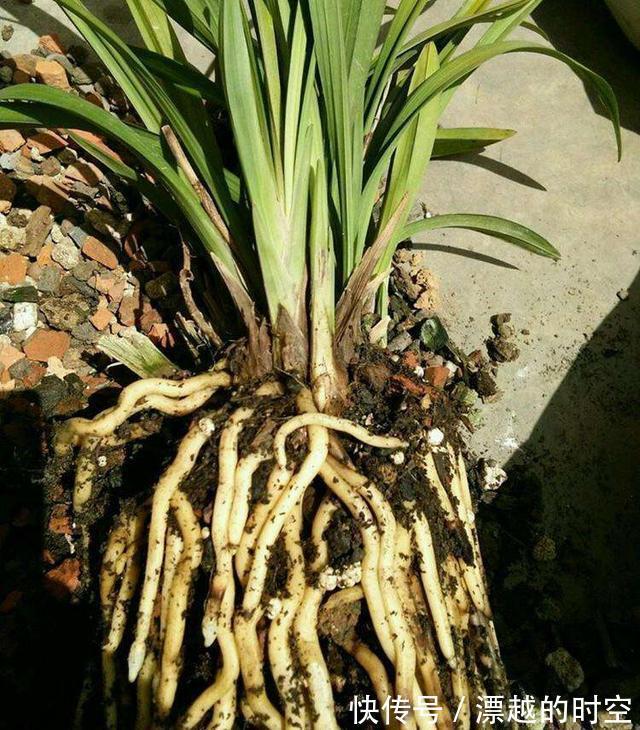 吊兰|养花加点“花生壳”,提前“多做1步”,土壤疏松肥沃,养啥旺啥