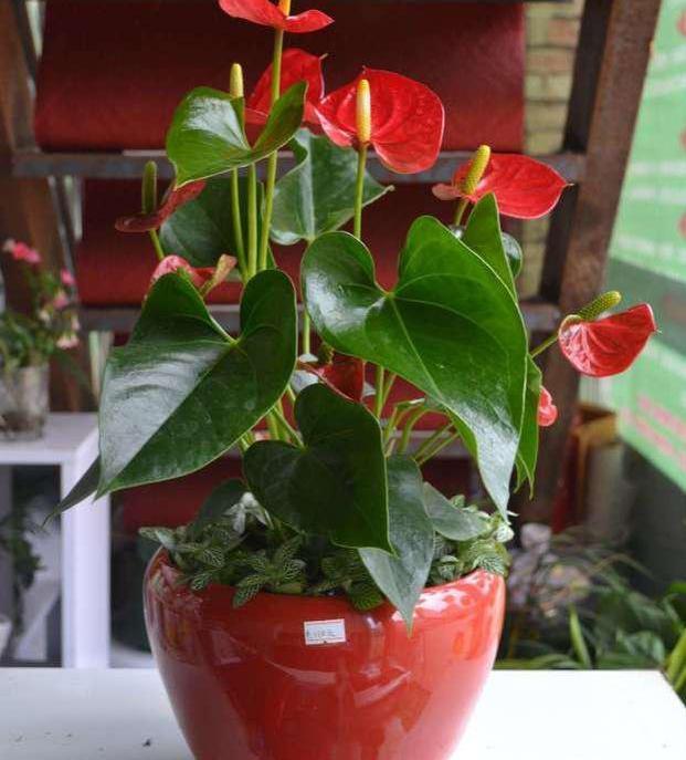 养花宝|厨房里的它是''养花宝'',扦插植物、浇花,可取代生根剂