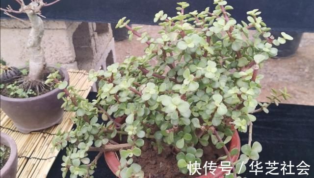 养金枝玉叶,怎样修剪、整形,才能把它打造成更美观的盆景