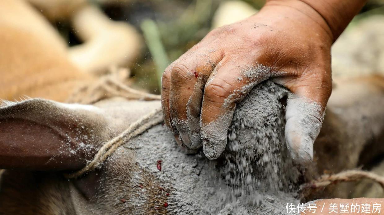 柑橘水溶液|盆栽爱招虫?用对方法,让盆栽跟虫虫说再见