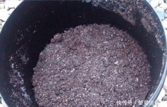 有机肥|养花用什么土好这样“用土”,土不板结,茁壮生长,开花很旺