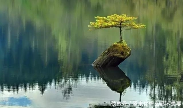 世界上又一奢侈品《盆栽》一盆就是一座房子!