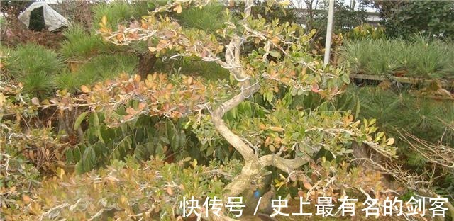 光照|黄杨盆景姿态优美是如何制作的后期养护，盆景制作方法在这里！