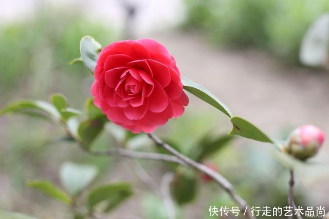 枝条|现在开始,2种花不能修剪,否则秋天见叶不见花!