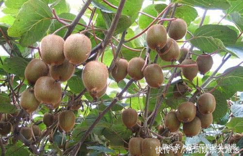 宝宝|孕期妈妈要多吃4种水果,营养丰富,能够促进宝宝生长发育