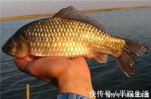 钓鲫鱼久不发窝，不妨试试这几种打窝方式，鱼口马上会有变化