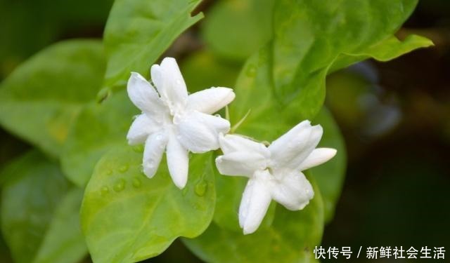 初冬茉莉花养粗正当时,温度控制好,根壮苗粗,来年花大花多!