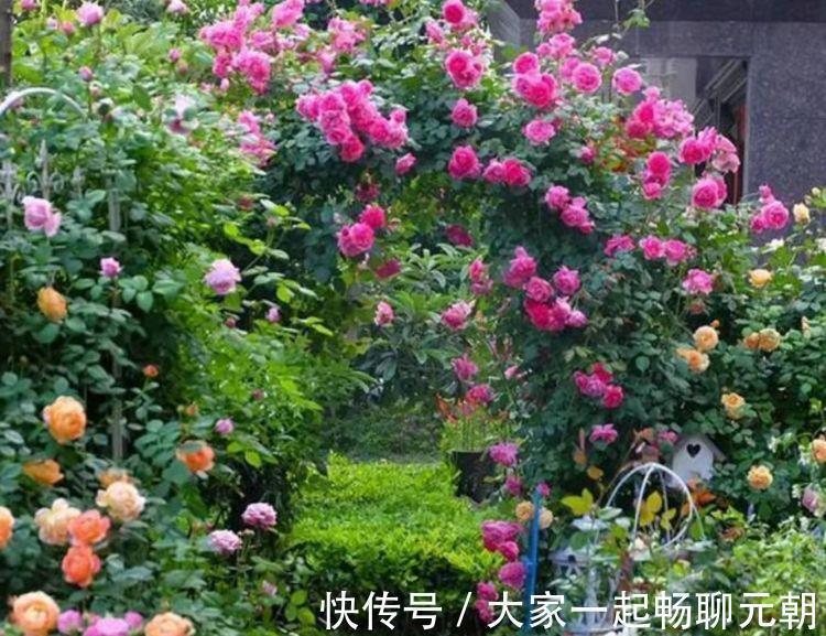 谁见了都喜欢的4种花，好养又漂亮，花香四溢飘满屋，美爆了