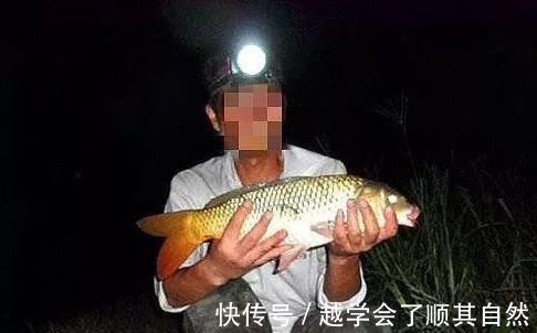 大鱼|夜钓鲤鱼，真的不用吹，这套钓法最管用，大鲤鱼接连入护