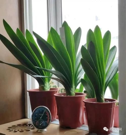 叶片|君子兰还不抽箭？“戴个帽子”最好使，坚持20天，开花太容易