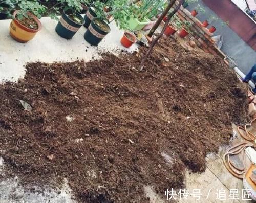 松针土|一种“万能土”,养花的人抢着挖,养兰花、君子兰杠杠滴