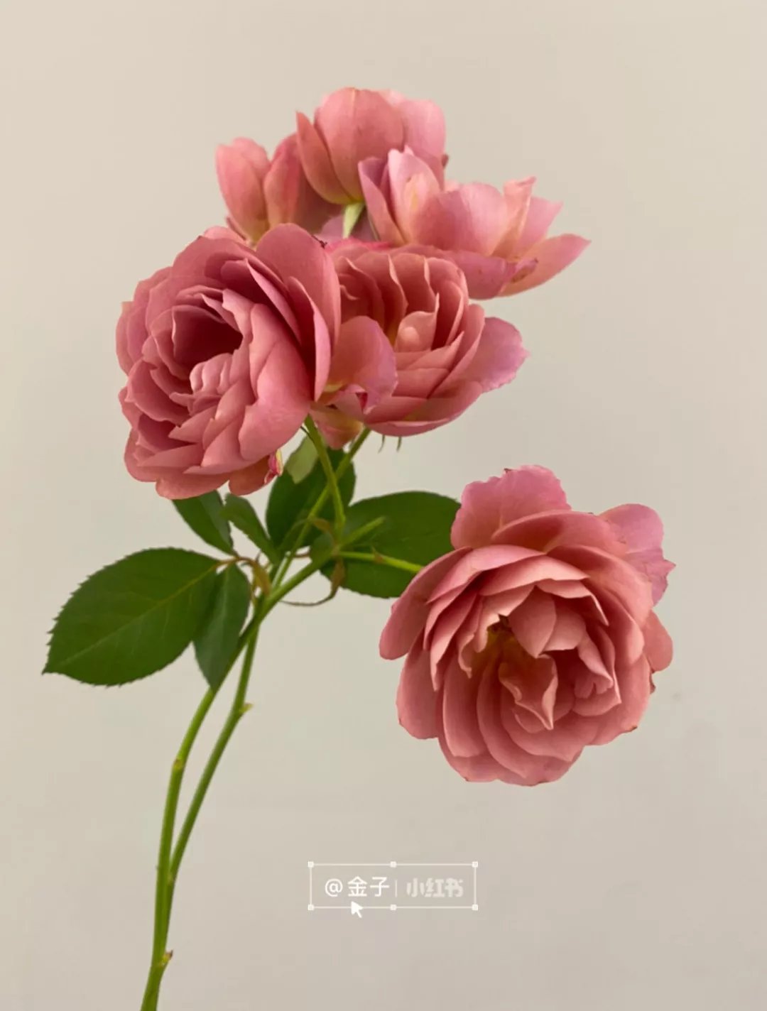 银河|诗词丨七夕:衣带渐宽终不悔,为伊消得人憔悴