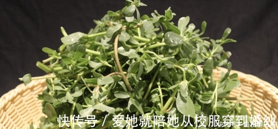 渊源|晒不死的蚂蚁菜,是餐桌上的美味,据说它与太阳还有一段渊源