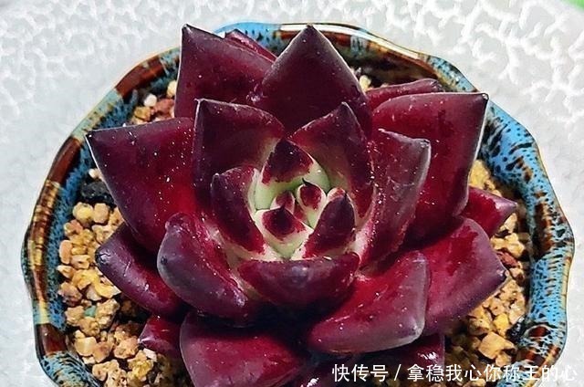 大明星|5种多肉名字太洋气,听起来就像大明星,养在家里“倍儿有面”!