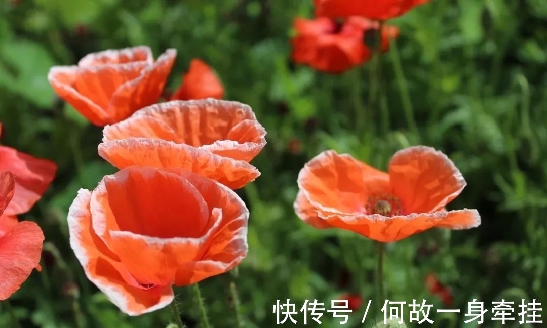 6种漂亮花“不吉利”,讲究人一般不养,但是太漂亮,看着就喜欢