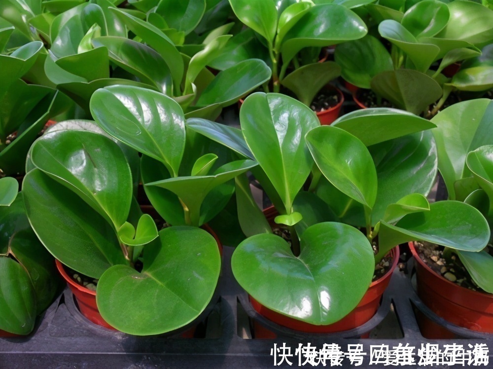 别信卧室养绿植除甲醛，还有这些花一定不要养，否则只有后悔