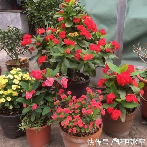 3种花儿“死不了”,花期特别长,一开几个月,是盆栽佳品!