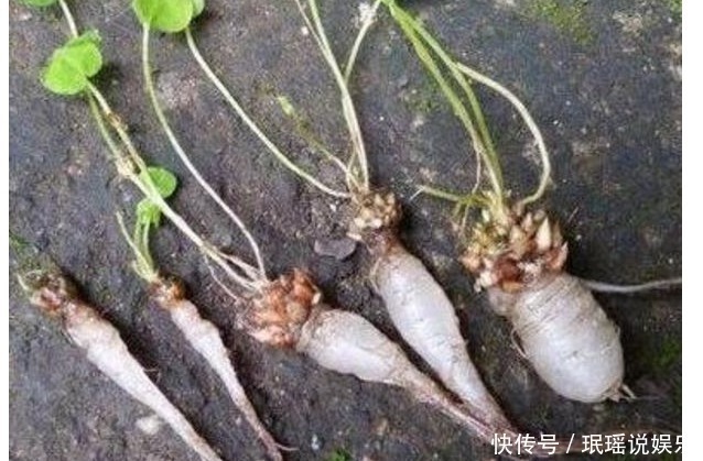 肝热目赤肿痛|肝脏不好,不要忙着吃药,多吃此物,保护肝脏,还排出身体的毒素