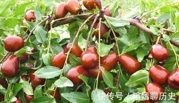 食用|每天吃五粒红枣对身体好,但是不能与它搭配一起吃,你还在吃吗