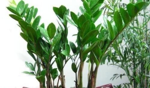 半阴通风|4种花高贵优雅,看了就让人沉醉,浇点水就呼呼长,开花满盆!