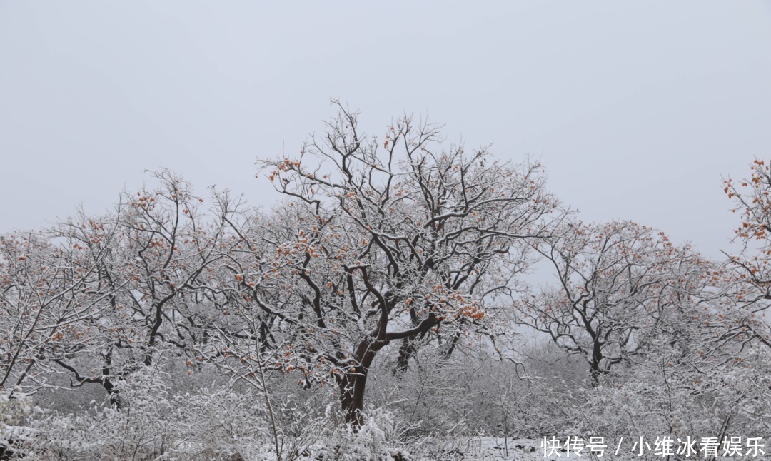 签收|邹平今冬初雪美景已到货，快快签收