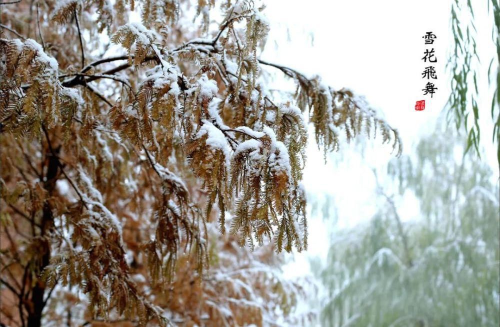 谢建国|冬日时光，看一场雪后初霁孟津静美如画！