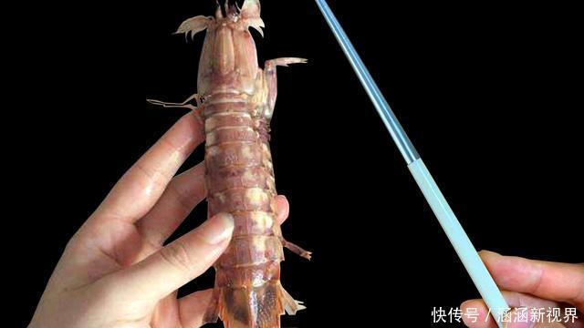 再也|海边人吃皮皮虾,找到这个“拉链”,5秒剥一个,再也不怕扎手了