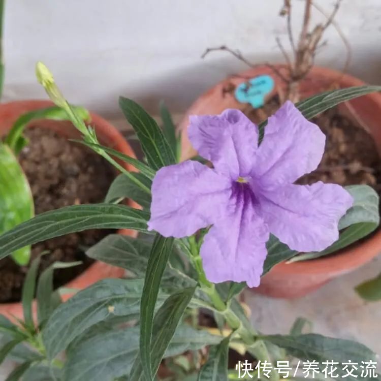 花量极其丰富的翠芦莉,适合在院子里种一片,也能养成盆栽