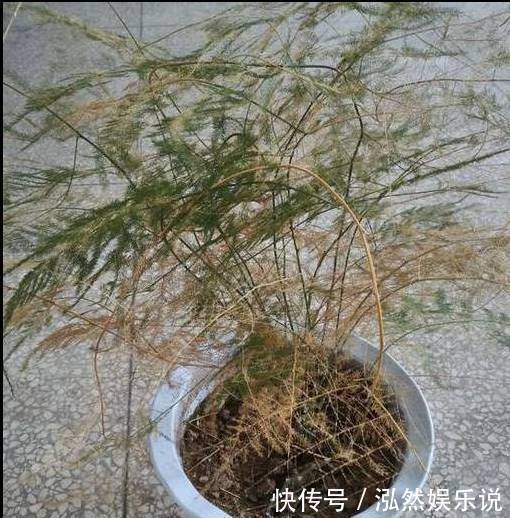 爆盆|绿萝文竹吊兰栀子花发黄枯死,气的剪成光头,一个月后居然爆盆了