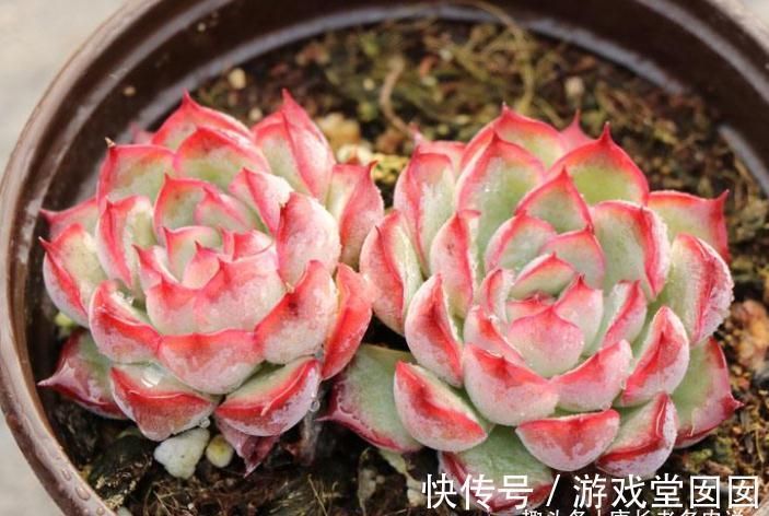 分不清多肉荷花和猎户座?那就全买,反正它们都带红边,也都好养