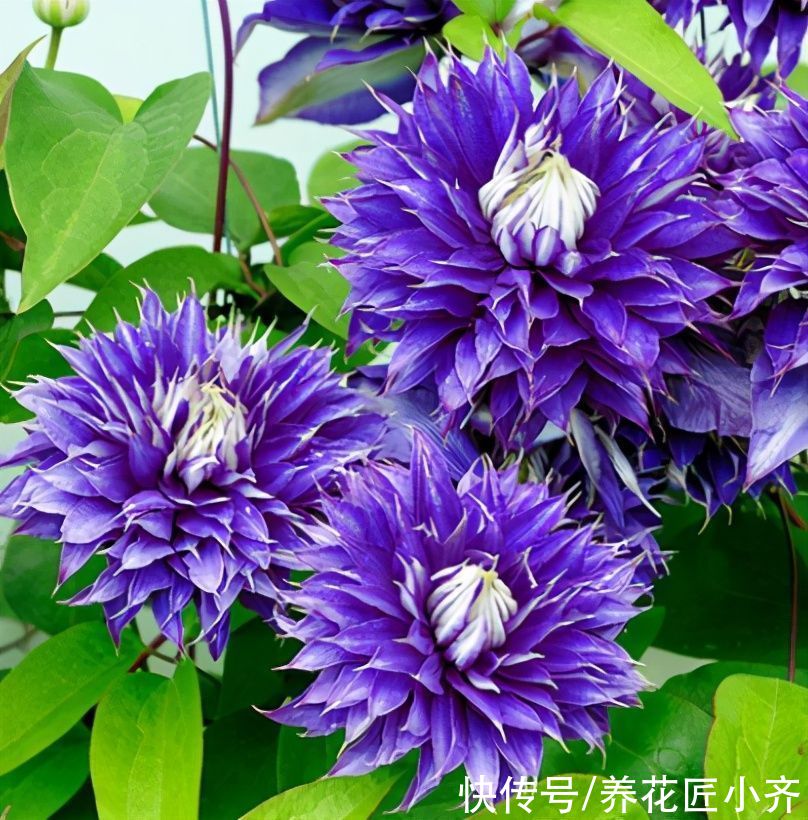 好多人喜欢养铁线莲，教你“爆花”小秘诀，一定不能“太抠”