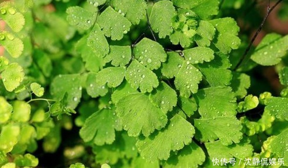 夏天|夏天养菊花不如养这些花卉,越热长得越好,放在阳台,晒晒变花海