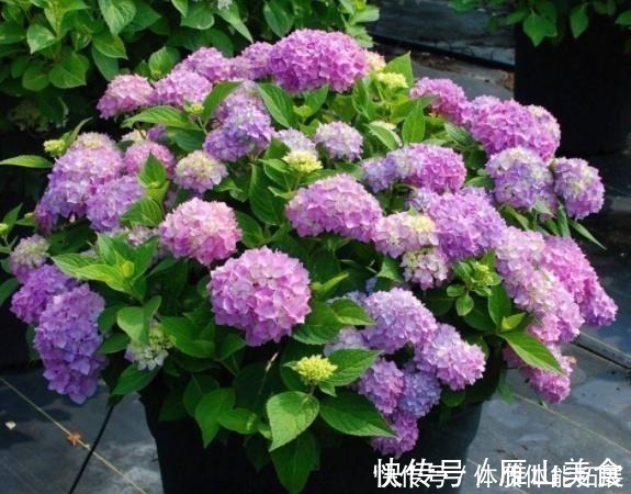 花卉|养花“嫌”住房没阳光，这4种花卉，适合阴凉处养护，同样能开花！