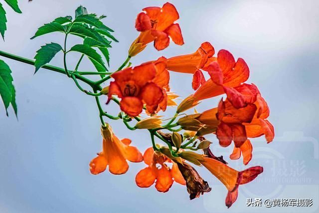 淡蓝天空下红艳绽放的凌霄花,绚丽妩媚,烂漫多姿的花朵开满枝头