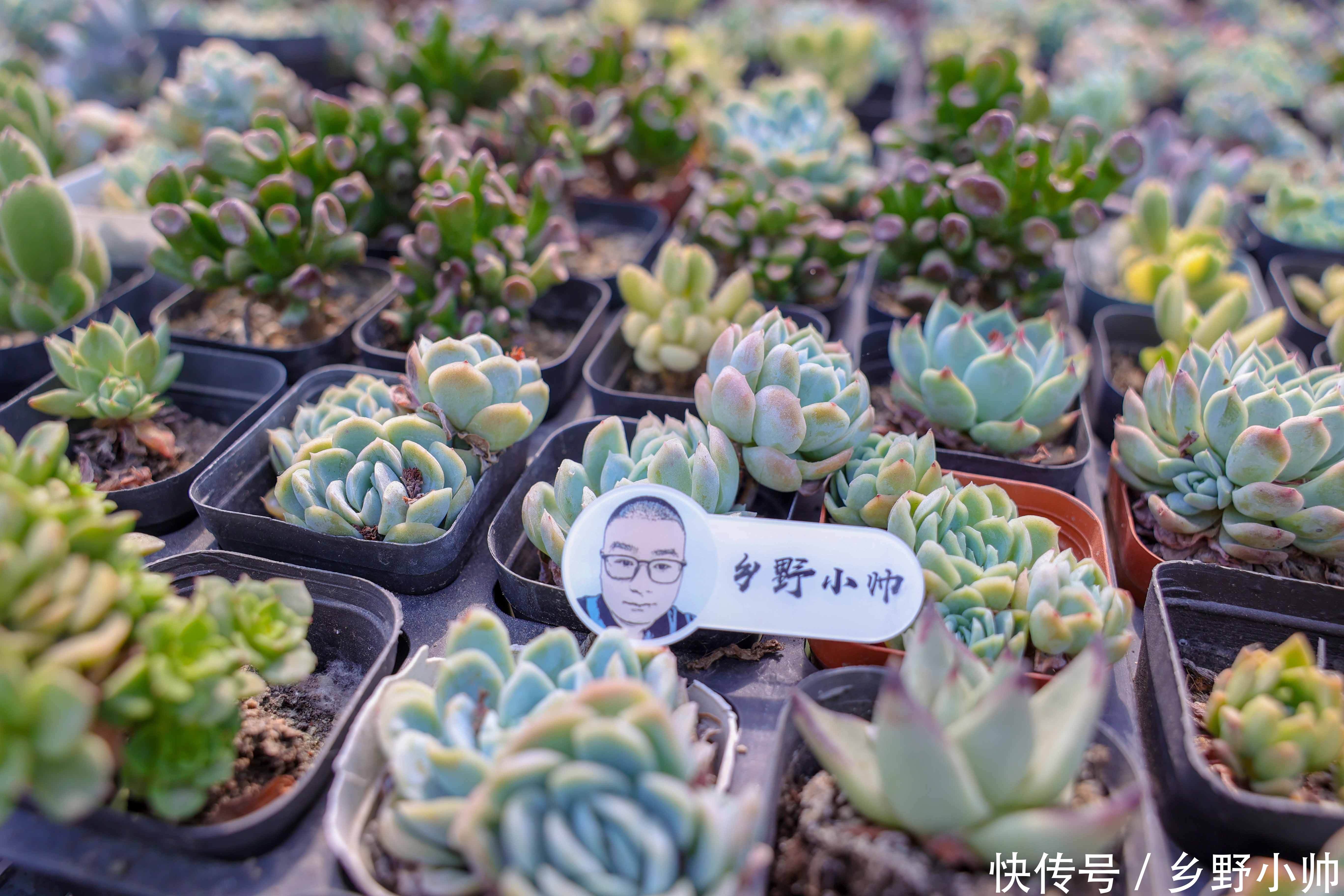 营养土|多肉配土第一课,小帅详细介绍多肉土的作用与特点,一起听听吧