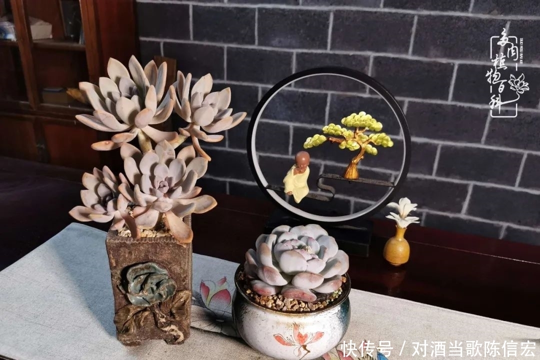 多肉桃花源:别人笑我太疯癫,我笑他人看不穿!