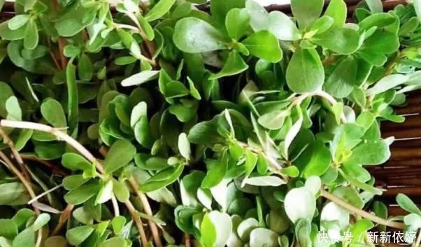 黑发|夏天常吃马齿笕身体好，外加一宝，还可以白发变黑发，好处多多