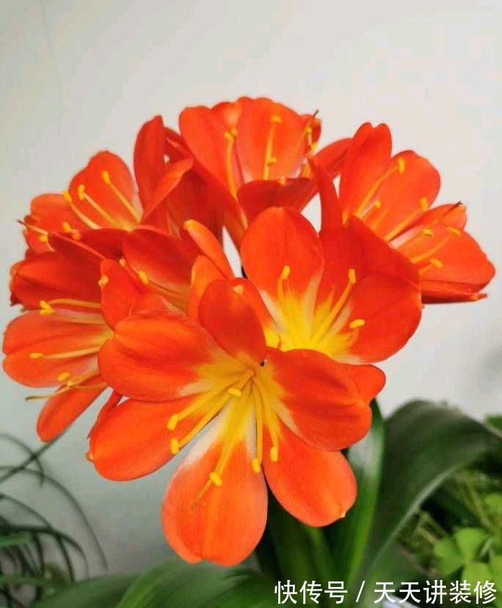 金银花|5种“养人花”,你养着它,它也养着你,家里空气清新,人健康